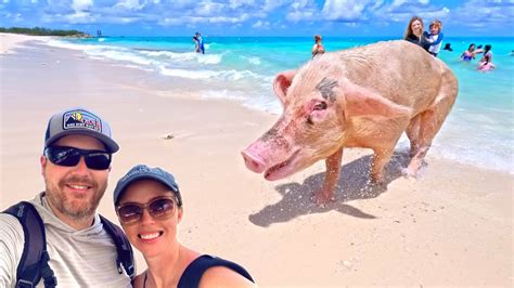 carnival swimming with pigs|Pigs Beach – Swim with pigs